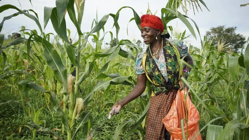 Shamba Network farmers